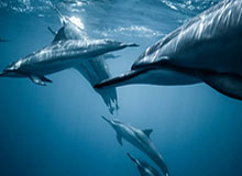 开云体育app下载-安东尼重返开拓者角色改变 新赛季以替补身份出战